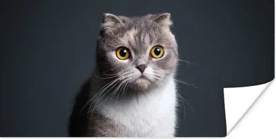 Produktbild von MuchoWow® Poster Katze - Haustiere - Licht 80x40 cm