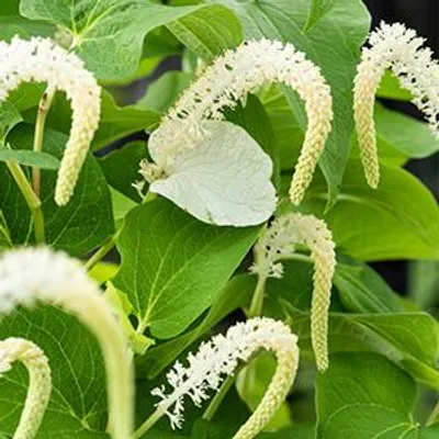 Productafbeelding van Moerings Saururus Cernuus | Leidse plantje | In 9CM pot