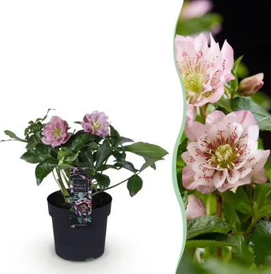 Produktbild von GreenboutiQ - Gartenpflanze - Christrose - Helleborus orientalis Double Ellen Pink - Rosa Blüte - 1 Pflanze - Immergrün - Topf 14cm Höhe 35cm