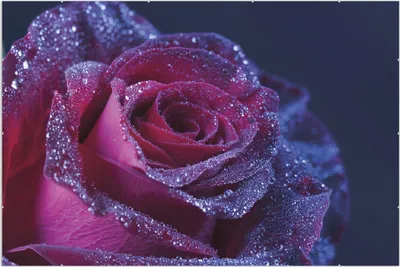 Produktbild von Wallario Wandbild Rote Rosenblüte im Regen, Größe: 61 x 91,5 cm, Poster mit rahmenlosen Bildhalter