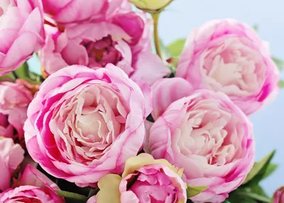 Produktbild von Papermoon VLIES Fototapete, Digitaldruck,  Rosa Pfingstrosenblumen (602)
