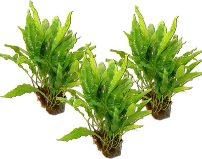 Produktbild von 3 Mutterpflanzen Javafarn (Microsorium pteropus)