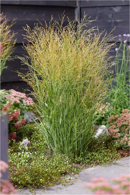 Produktbild von Stauden Gänge 1 x Panicum virgatum 'JS Buffalo Green' im 1 Liter Topf - Rutenhirse - Frisches Grün für lebendige Akzente - NEUE SORTE - Winterhart