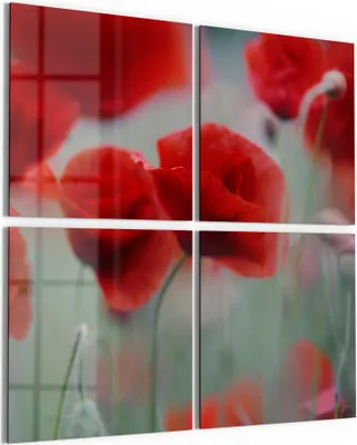 Produktbild von DEQORI Glasbild Echtglas 4x50x50 cm 'Mohnblütenzauber' Wandbilder XXL groß