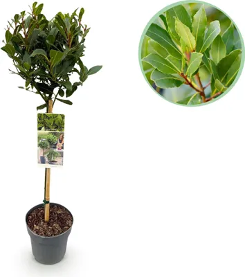 Image de Green boutiQ - Arbre sur tige - Laurus nobilis - Plante de terrasse - À feuillage persistant - Rustique - Feuillage vert - Pot de 19 cm, hauteur 90 cm