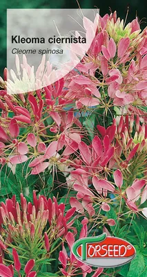 Produktbild von Samen von Kleoma dornig rosa - Torseed