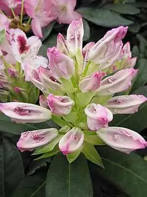Produktbild von Rhododendron Hybride Ursula - Großblumige Alpenrose Ursula 30-40
