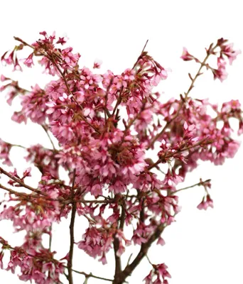 Produktbild von Zierkirsche Prunus Okame 40 - 60 cm