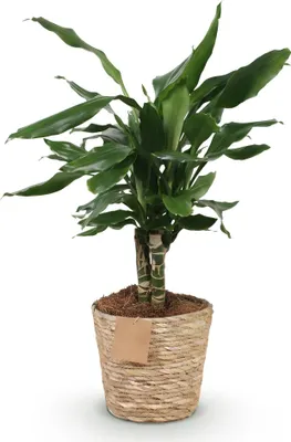 Zdjęcie produktu dla Dracaena fragrans Steudneri 50–55 cm, 17 cm, w koszyku, dekoracyjna, łatwa w pielęgnacji