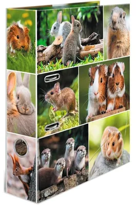 Produktbild von HERMA Motiv-Ordner A4 Animals Nagetiere, A4, Halteöse, Lagerung, Karton, Mehrfarbig, 7 cm