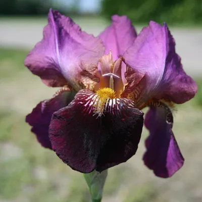 Produktbild von 6 x Schwertlilie  - Iris germanica 'Senlac'  | Topf 9x9 cm