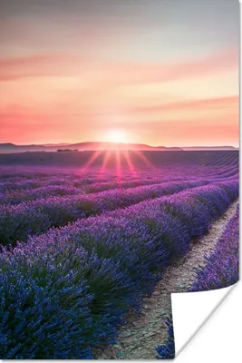 Produktbild von MuchoWow® Poster Lavendel - Lila - Blumen - Himmel 20x30 cm - Papierdruck