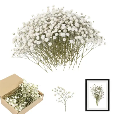 Trockenblumen Schleierkraut weiß 50 g mit grünen Stielen