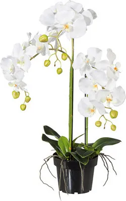 Obrázok produktu pre Umelá orchidea phalaenopsis 62 cm biela v plastovom kvetináči 15 cm