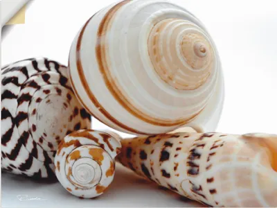 Produktbild von ARTland Wandbild, selbstklebend Muschelkomposition III Größe: 60x45 cm