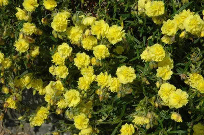 Produktbild von Sonnenröschen Gelbe Perle, im Topf - Helianthemum x cult., immergrün