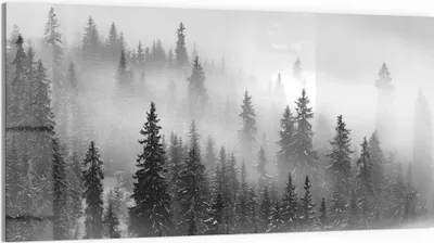 Produktbild von DEQORI Glasbild Echtglas 100x50 cm 'Nebelwald Stille' Wandbild Bild modern Deko