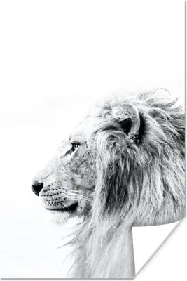 Produktbild von MuchoWow® Poster Profil - Löwe - Schwarz - Weiß 80x120 cm - Papierdruck