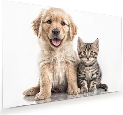 Produktbild von Glasbild 45x30cm in XXL für Wohnzimmer, Schlafzimmer Motiv Hund und Katze