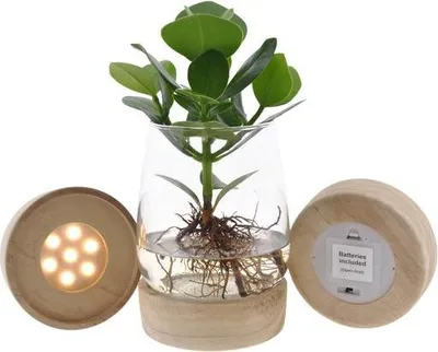 Image de Clusia dans un bocal Kingston avec LED - Ø12cm - Ø30cm - Culture hydroponique