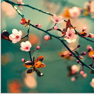 Produktbild von ARTland Glasbild Japanische Kirsch Sakura Blumen Größe: 40x40 cm