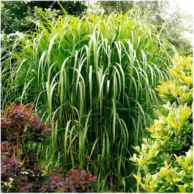 Produktbild von Stauden Gänge 1 x Miscanthus x giganteus 'Meidl' m 1 Liter Topf - Rotes Riesen-Chinaschilf / Elefantengras - Das beeindruckende Ziergras