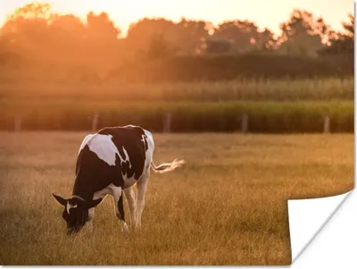 Produktbild von MuchoWow® Poster Kuh - Sonne - Tiere 160x120 cm - Foto Plakat