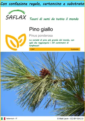 Immagine prodotto di SAFLAX Set regalo - Pino giallo - 20 semi - Pinus