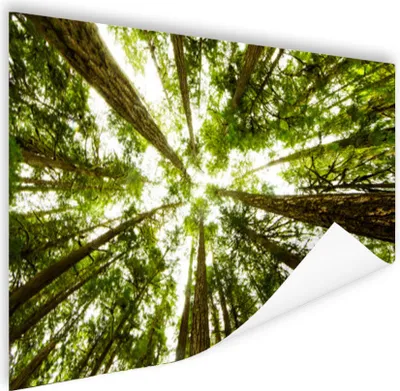 Produktbild von MuchoWow® Poster Hohe grüne Bäume im Dschungel 120x80 cm - Bilder