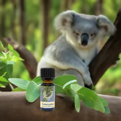 Produktbild von Befreiend – Eukalyptus ätherisches Öl 10 ml – Eucalyptus globulus Duftöl für Diffuser, Duftlampe & Raumduft