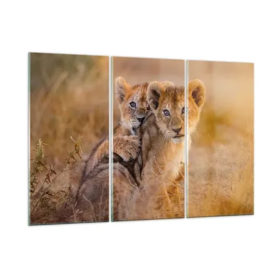 Produktbild von Bilder auf glas - Löwe Natur Tier - 165x110cm - Glasbilder - Wandbilder - Kunstdruck - zum Aufhängen bereit - Wanddekoration aus Glas - Glas Bilder - Wandbild auf Glas - 3 Teile - GCE165x110-3480