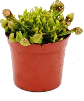 Immagine prodotto di Pianta tubolare - Sarracenia psittacina Hybr. "Scarlett Belle" - Pianta carnivora - Vaso da 9 cm