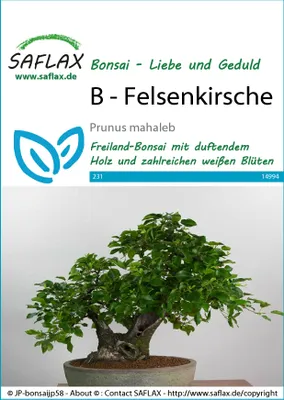 Image de SAFLAX  - Cerisier de Sainte-Lucie - 30 graines - Prunus