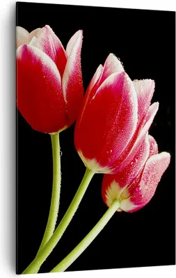 Produktbild von Bild auf Leinwand - Leinwandbild - Einteilig - Tulpe garten blume blumenstrauß - 80x120cm - Wand Bild - Wandbilder - Leinwanddruck - Wanddekoration - Leinwand bilder - Wandbild - PA80x120-1494