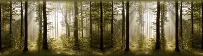 Immagine prodotto di Sanders & Sanders bordo adesivo paesaggio boscoso verde muschio 500 x 14 cm