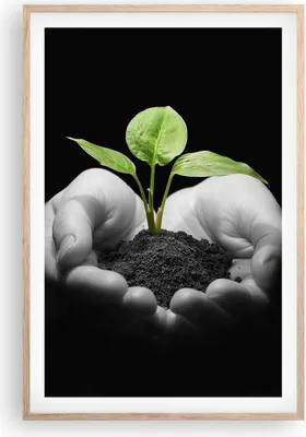 Produktbild von Gerahmtes Poster - Rahmen in heller Eiche - Natur Pflanze Wissenschaft Schutz - 61x91,5 cm - Wand Bild - Wanddeko - Wandbilder - Wandposter - Bilderrahmen - Bilder - Kunstdruck - P2NPA61x91-2188