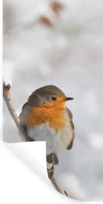 Produktbild von MuchoWow® Wandtattoo Wandsticker Wandaufkleber Vogel - Rotkehlchen - Winter 20x40 cm Selbstklebend und Repositionierbar - Selbstklebend - Fototapeten