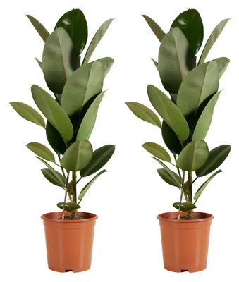 Obrázok produktu pre Ficus elastica 'Robusta' – Gumenovník – Izbová rastlina čistajúca vzduch – výška 80-100 cm