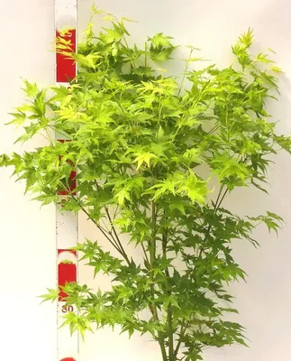 Obrázek produktu pro Javor japonský Acer Palmatum zelený 100 - 125 cm Javor klen