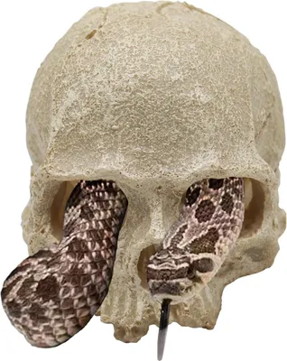 Image de Décoration de crâne pour accessoires de terrarium pour reptiles et poissons - 12 x 9 cm - convient à différents reptiles