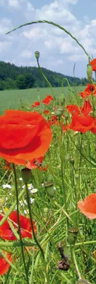 Produktbild von Blumen Kunstdruck Bild - Mohnblumenfeld (91 x 30 cm)