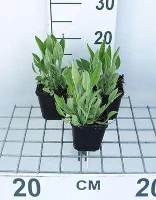 Immagine prodotto di 6 x Rudbeckia fulgida var. deamii - Cavolfiore - Vaso 9 x 9 cm