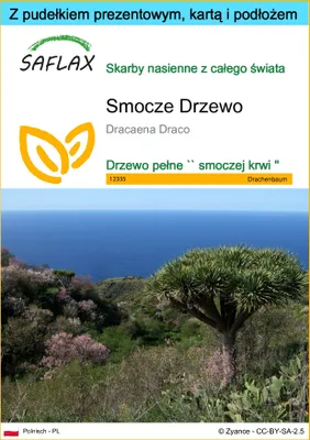 Zdjęcie produktu dla SAFLAX - Zestaw prezentowy - Smocze Drzewo - 5 Nasiona - Z pudełkiem upominkowym, etykietą wysyłkową, kartą podarunkową i podłożem uprawowym - Dracaena Draco