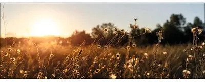 Produktbild von Leinwandbild Dried Flowers In The Evening 77x27 cm