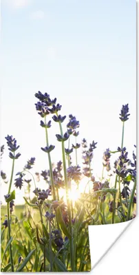 Produktbild von MuchoWow® Poster Nahaufnahme von Lavendel bei Sonnenuntergang 20x40 cm - Plakat - Foto