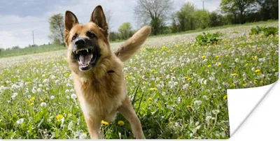 Produktbild von MuchoWow® Poster Deutscher Schäferhund zwischen den Blumen 160x80 cm - Foto Poster