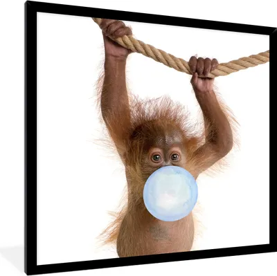 Produktbild von MuchoWow® Gerahmtes Poster Orang-Utan - Kaugummi - Blau - Tiere - Kinder - Junge 40x40 cm - Poster mit Schwarzem Bilderrahmen Wandposter Rahmen Foto Bilder - Mit Rahmen - Wanddekoration Schlafzimmer