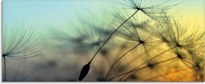 Produktbild von ARTland Glasbild Goldener Sonnenuntergang und Pusteblumen Größe: 125x50 cm