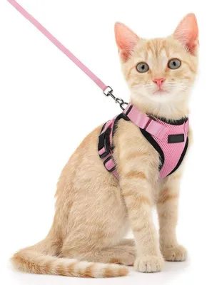 Immagine prodotto di Imbracatura regolabile per gatti con guinzaglio lungo 150 cm