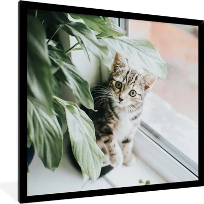 Produktbild von MuchoWow® MuchoWow® Gerahmtes Poster Katze - Kätzchen - Pflanzen 80x60 cm - Poster mit zchwarzem Bilderrahmen - Schwarzem - Mit Gestell